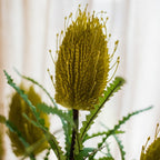 Banksia Stem