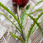 Banksia Stem