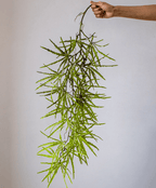 Artificial Ferns Vine Stem 39" Long