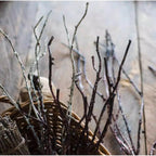 Ikebana Twig Branch