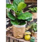 Paper Bag Garden Pot