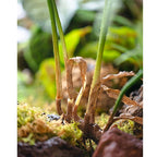 Faux Artificial Rooted Bunch Murdannia Leaf 23" Tall