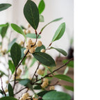 Artificial Fruit Snow Berry Leaf Stem 28" Tall Silk Plant