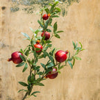 Big Fruit Faux Pomegranate Stem 32" Tall
