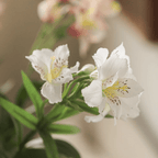 Artificial Peruvian Lily Stem 29.5" Tall