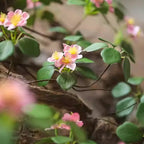 Spring Blossom Stem