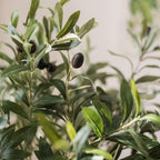 The Grand Olive Branch