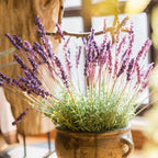Provence Lavender Stem