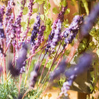 Provence Lavender Stem