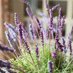 Provence Lavender Stem