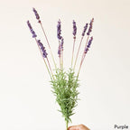 Provence Lavender Stem
