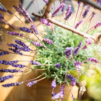 Provence Lavender Stem