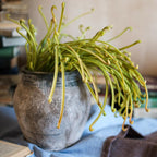 Artificial Plant Green Sarracenia Stem 12" Tall