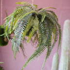 Artificial Plant Hanging Fern Plant Décoration