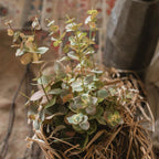 Faux Leaf Autumn Eucalyptus Artificial Stem