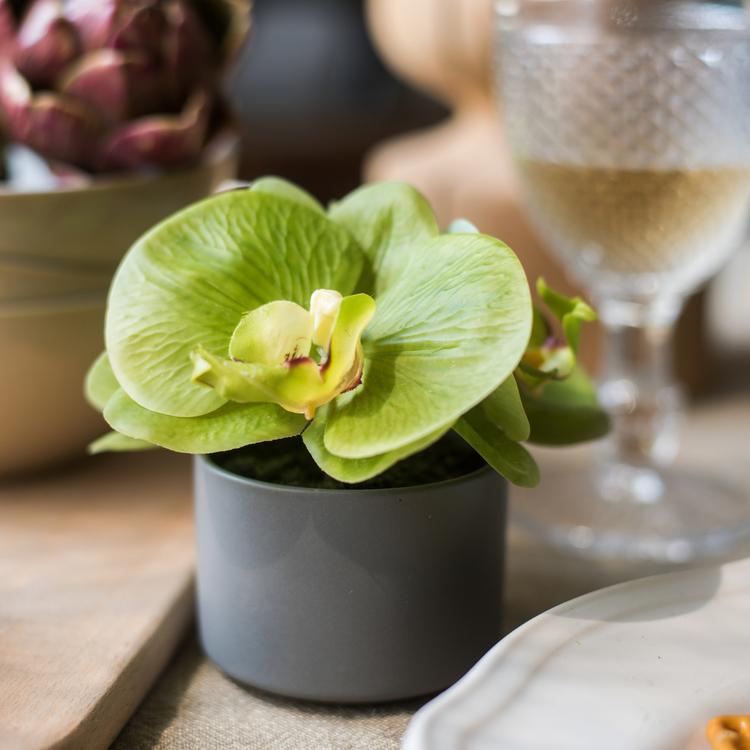 The Potted Orchid — Sage