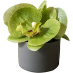 The Potted Orchid — Sage