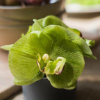 The Potted Orchid — Sage