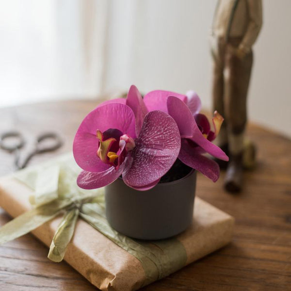 The Potted Orchid — Violet