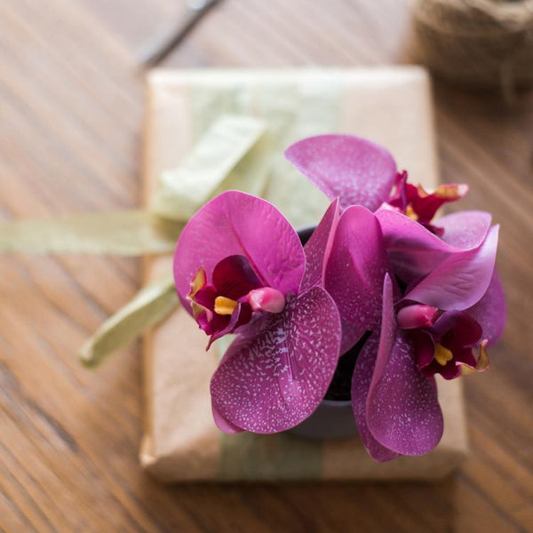 The Potted Orchid — Violet