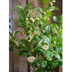 Faux Silk Camellia Flower Leaf Stem in Green or White